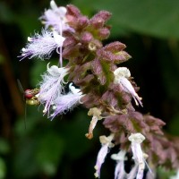 Pogostemon heyneanus Benth.